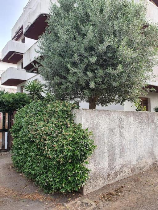 Ccc Holiday Properties Le Vele Ccc 蒙塔尔托迪卡斯特罗 外观 照片